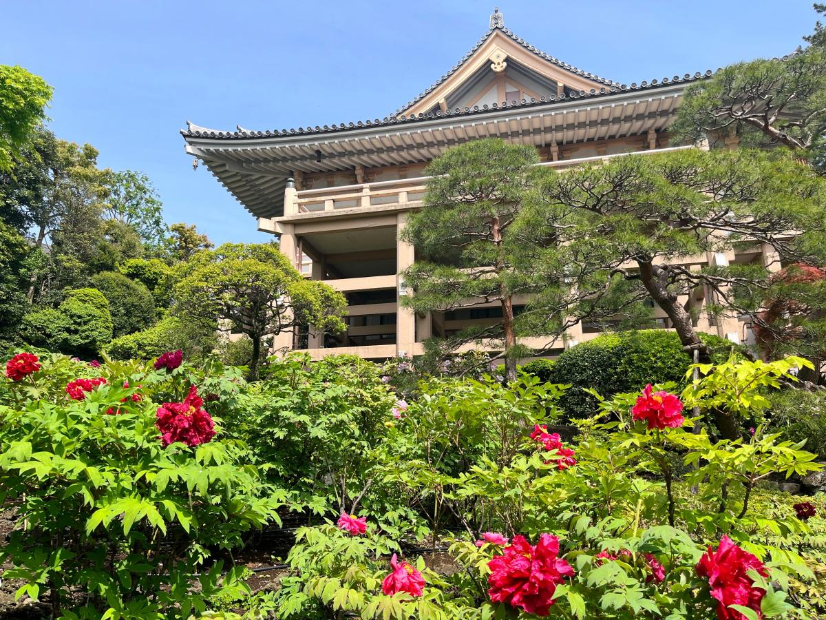 Peony Viewing at Yakuo-in Temple