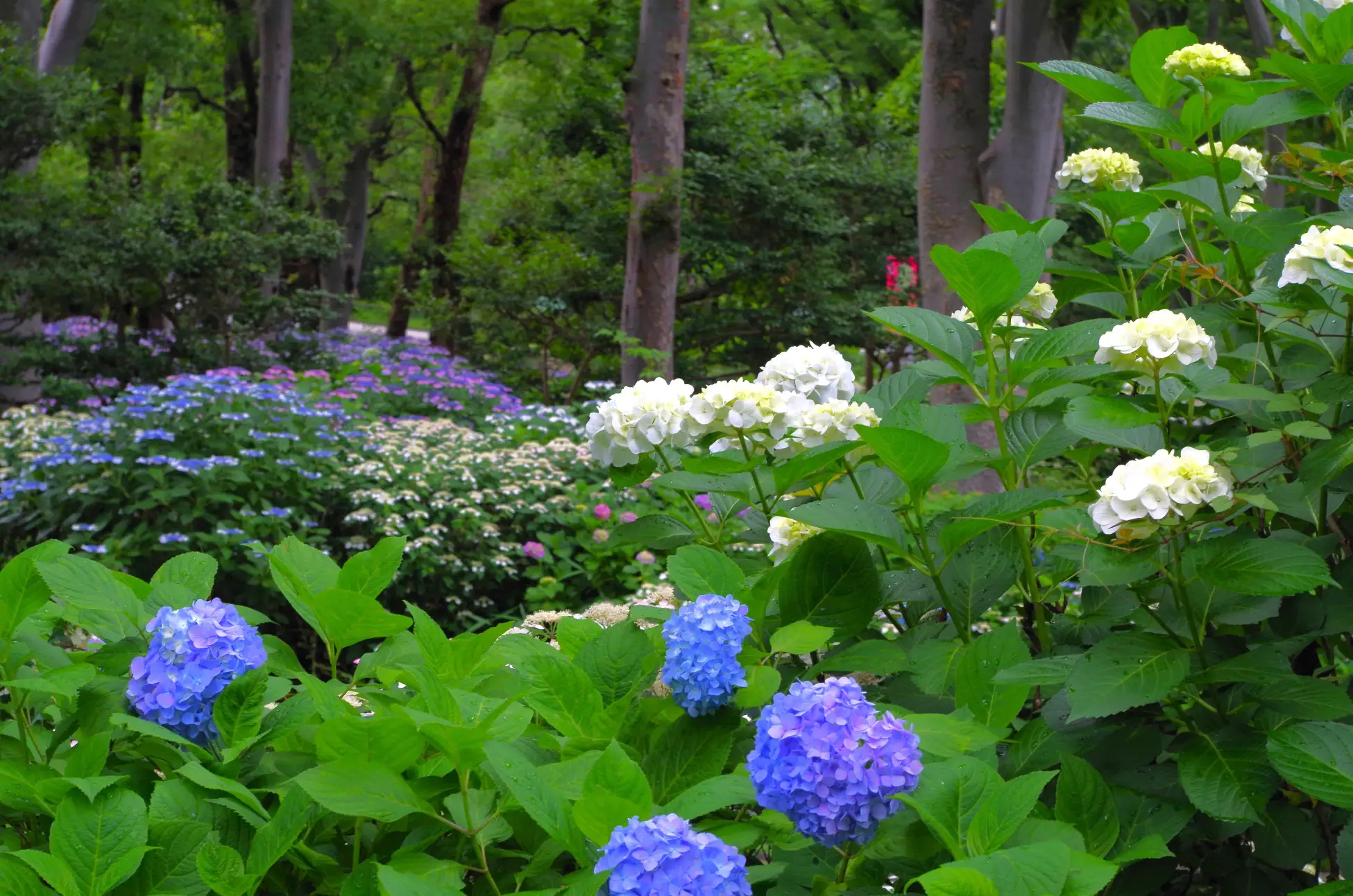 Shinjuku Central Park Hydrangea Season