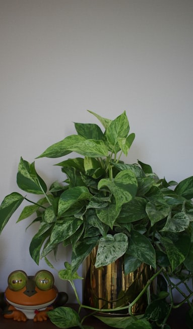 Image of: Pothos