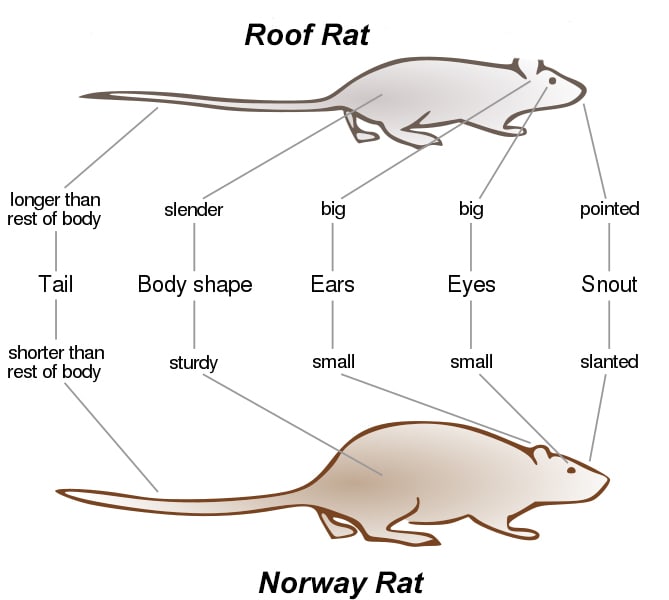 Black Rat and Brown Rat