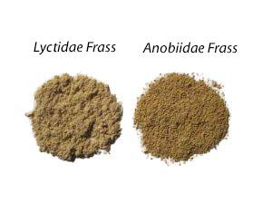 Frass of powderpost beetle