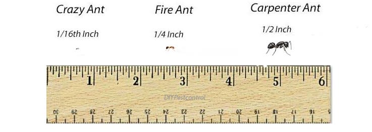 ant idenitifcation crazy vs fire vs carpenter size
