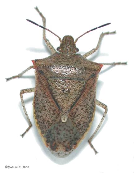 Image from Marlin Rice Department of Entomology Iowa State