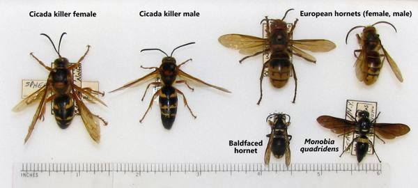Cicada killer similar