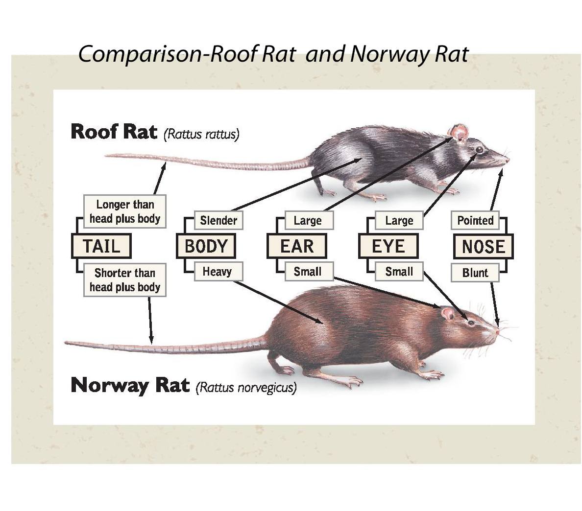 roof rat - norway rat