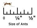 Crazy Ants Scale