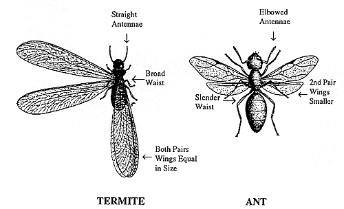 differences between ants and termites