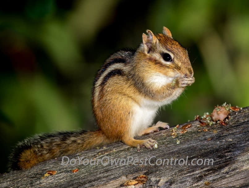 Do It Yourself Pest Control, How To Catch A Chipmunk In Your Basement