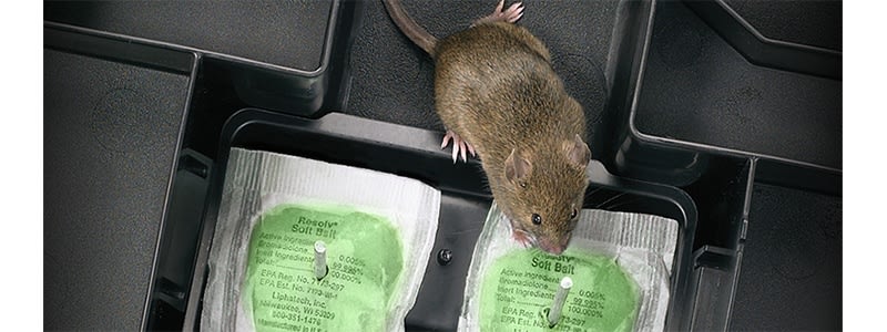 Nectus Soft Bait 30 Packs Rat Mice Mouse Vole Poison Killer Professional 300 gm 
