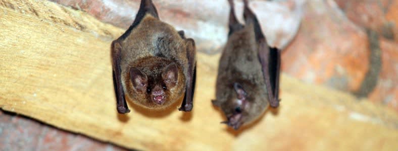 Excluding Bats - Helpful Tips