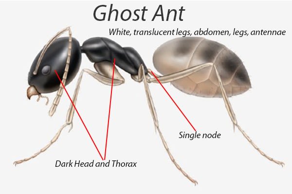 Ghost Ant Anatomy