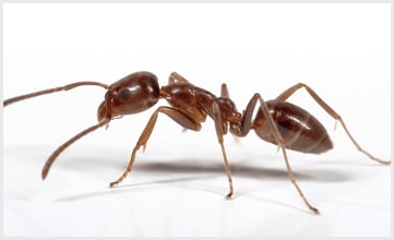 Argentine Ants