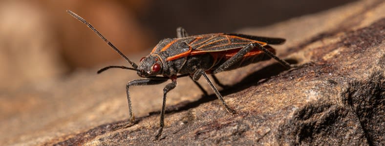 How To Get Rid Of Boxelder Bugs