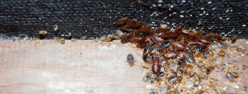 How To Get Rid Of Bed Bugs Do It, Do Bed Bugs Live In Dresser Drawers