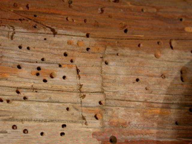 Old House Borer Beetle Damage
