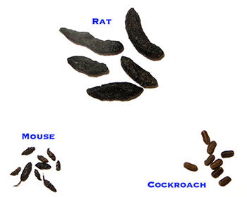 First Strike Soft Bait