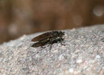 Sphaerocerid flies (dung flies) are members of the family Sphaeroceridae. 