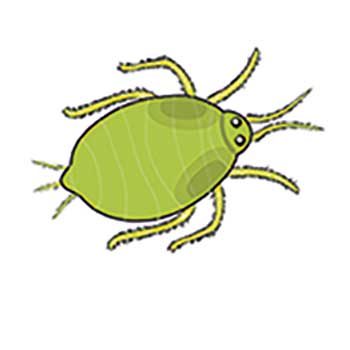 Aphid Control Products