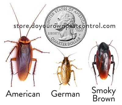 American, German, and Smoky Brown Cockroaches sizes compared to quarter for better cockroach Control