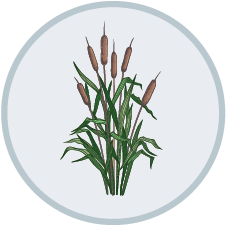 Aquatic Weeds | DIY Pest Control