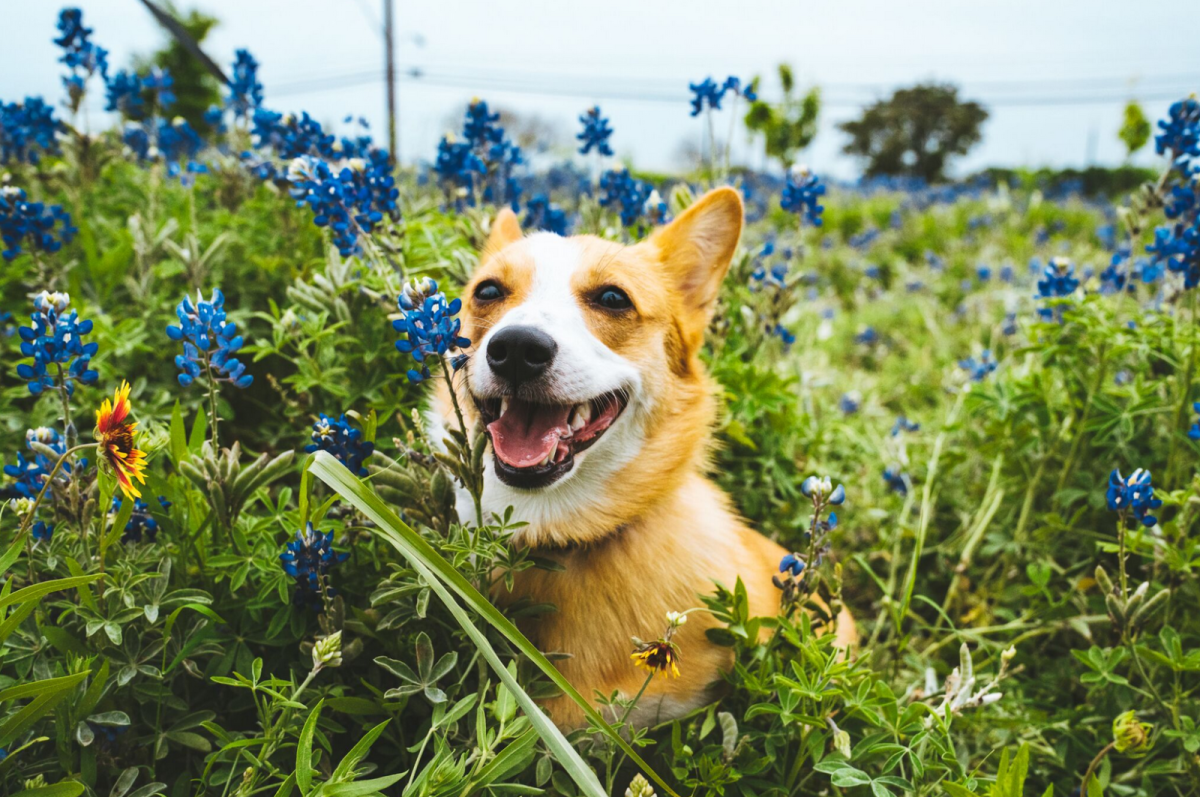 I Found a Dog: Where Can I Take It? Discover the Best Places in Austin