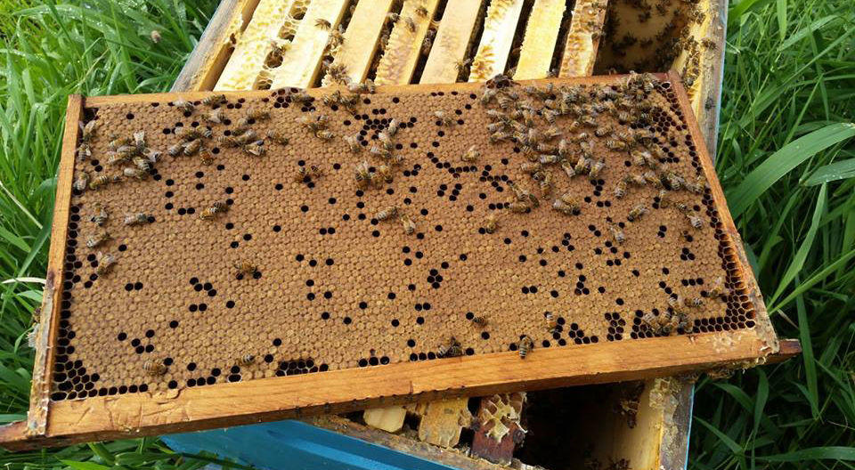 6 ways to join the beekeeping community - PerfectBee