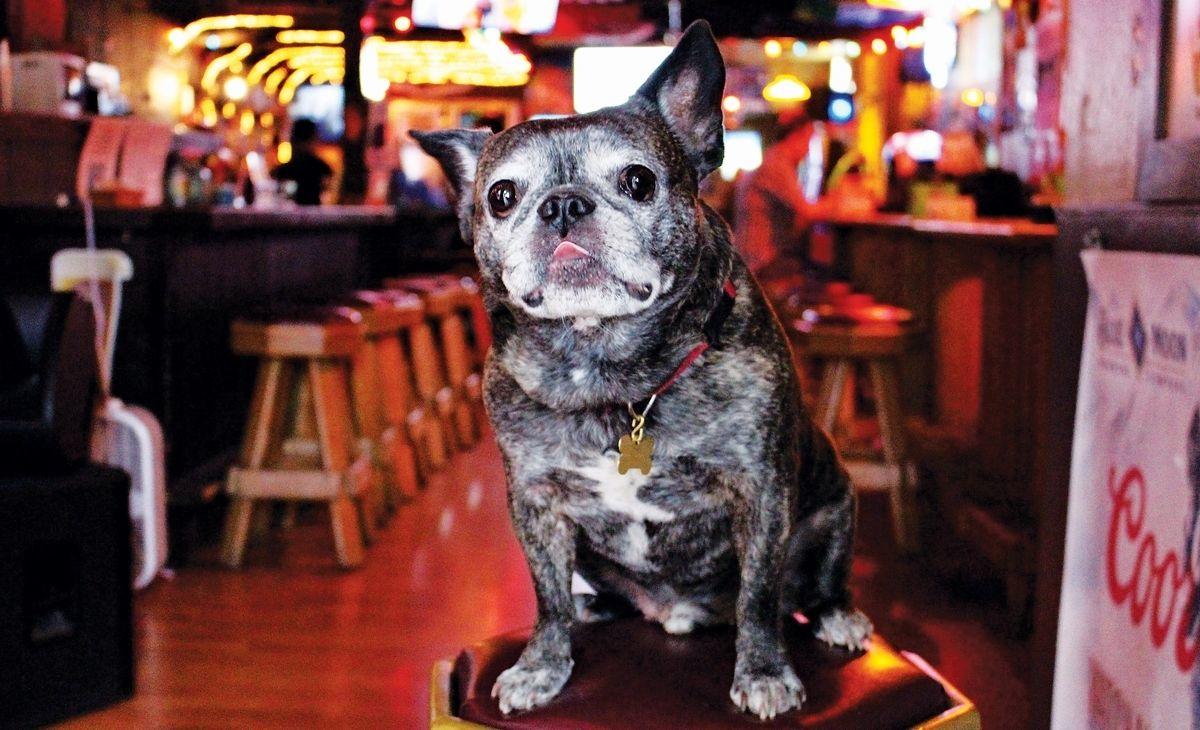 Dog Friendly Bars + Restaurants