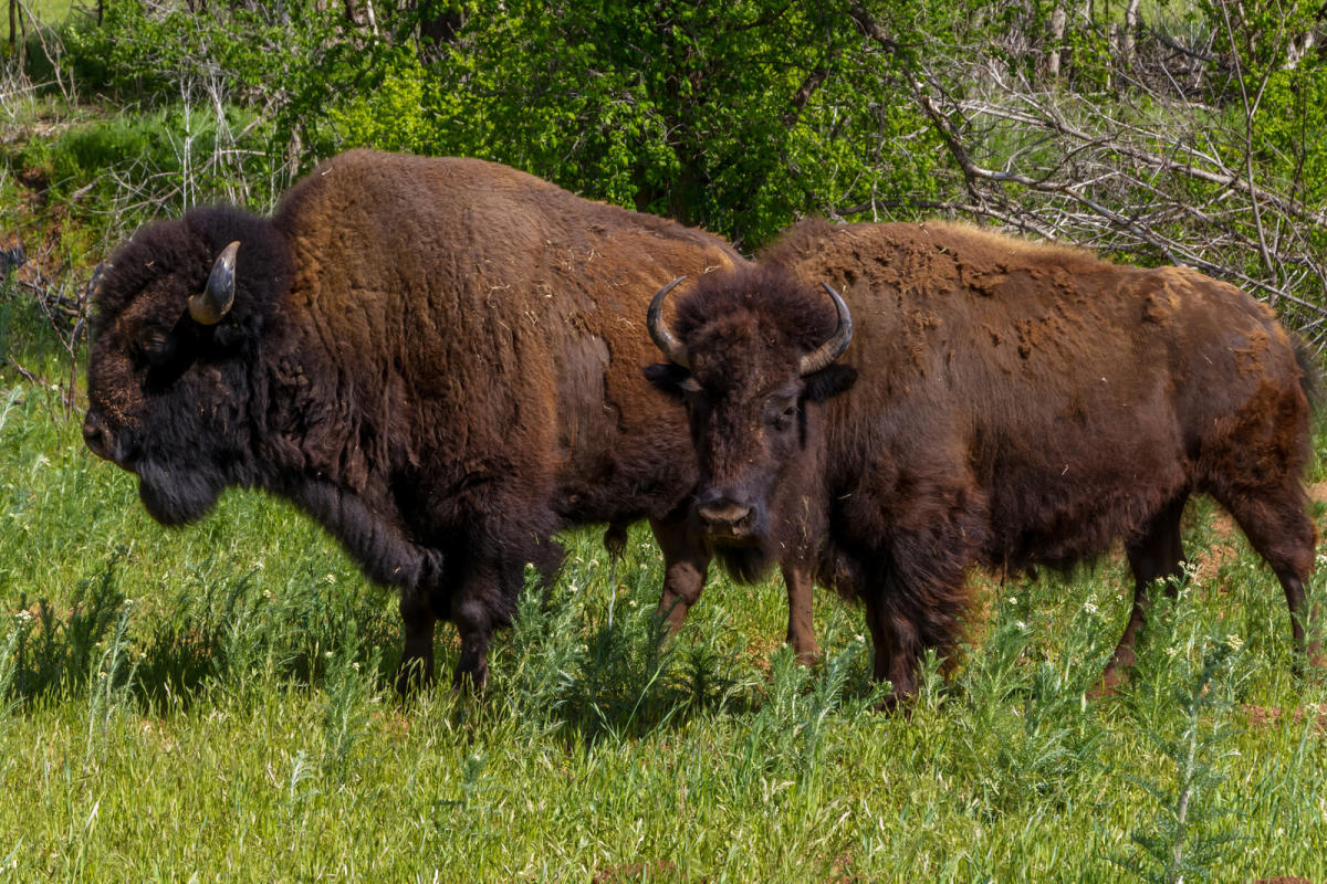 Where To Chill With Animals in San Francisco