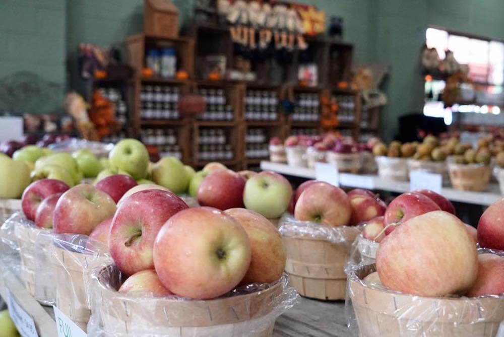 where-to-go-apple-picking-in-new-york