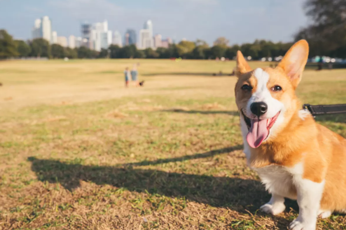 The Most Beautiful Parks in Austin