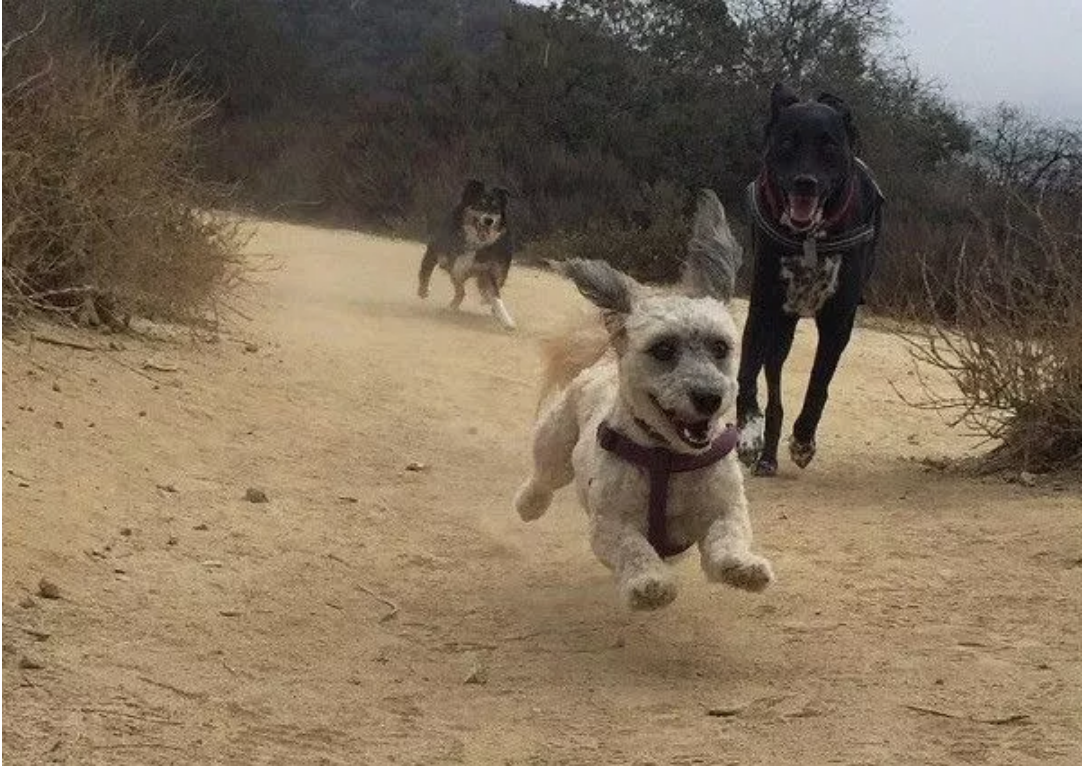 DogFriendly Guide To LA