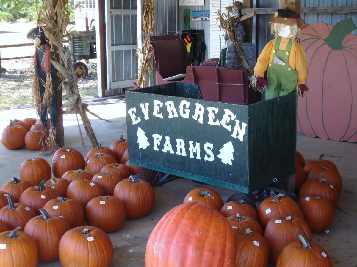 Where to Find Pumpkin Patches Around Austin