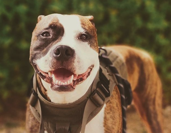 10 Austin Animals to Follow on Instagram