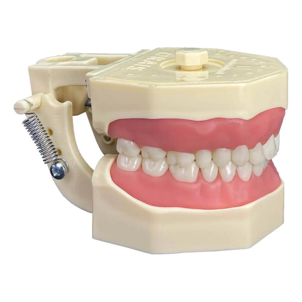 Manequim Dentística Modelo 2022 - Orais