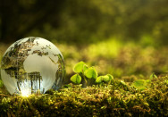 Eine klare Glaskugel, die eine Weltkarte zeigt, liegt auf einem mit Moos bedeckten Waldboden. Im Hintergrund ist eine unscharfe Naturkulisse zu sehen, die von grünem Laub und sanftem Licht durchflutet ist.