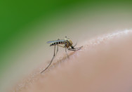Stechmücken werden von verschiedenen Geruchsstoffen auf unserer Haut angezogen.
