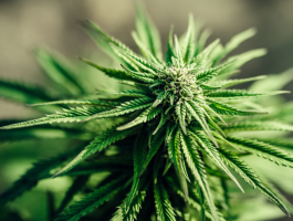 Nahaufnahme einer grünen Cannabis-Pflanze mit deutlichen Blättern und Blüten, Symbolbild für Marihuana, THC und Themen wie Konsum, Wirkung, Risiken oder Überdosierung.