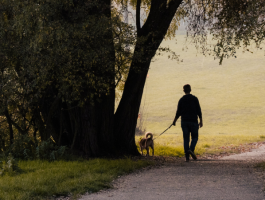 Person geht mit einem Hund an der Leine auf einem von Bäumen gesäumten Weg spazieren.