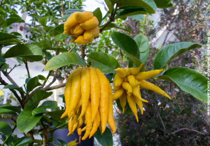 Zwei leuchtend gelbe Früchte der Buddha-Hand-Zitrone (Citrus medica var. sarcodactylis) hängen an einem Baum mit grünen, glänzenden Blättern. Die Früchte sind fingerförmig und haben eine unregelmäßige Oberfläche.