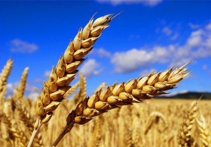 Gluten unter die Lupe genommen