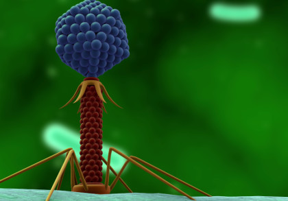 3D-Illustration eines Bakteriophagen, eines Virus, das Bakterien infiziert. Der Phage hat eine ikosaedrische Kopfstruktur mit einem darunter liegenden schlanken Schwanz und spinnenartigen Beinen.
