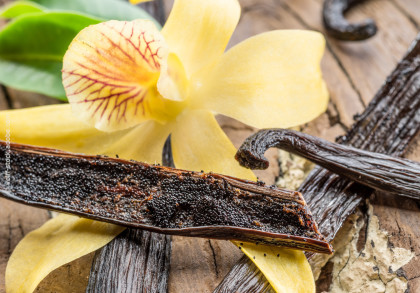 Nahaufnahme von frischen Vanilleschoten und einer gelben Orchideenblüte auf einem rustikalen Untergrund. Die geöffnete Vanilleschote zeigt die schwarzen Samen im Inneren.
