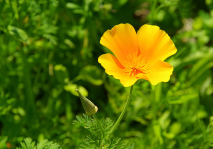 Eine leuchtend orange-gelbe Blume, die inmitten grüner Blätter blüht. Im Vordergrund ist eine einzelne Blüte zu sehen, deren Blütenblätter sich weit geöffnet haben, daneben eine geschlossene Knospe.