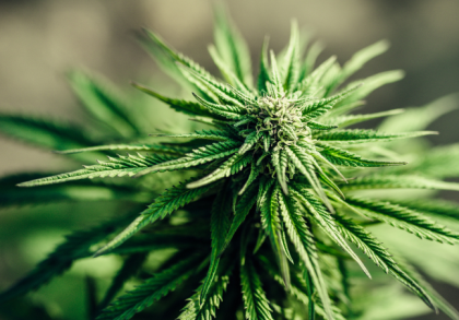 Nahaufnahme einer grünen Cannabis-Pflanze mit deutlichen Blättern und Blüten, Symbolbild für Marihuana, THC und Themen wie Konsum, Wirkung, Risiken oder Überdosierung.