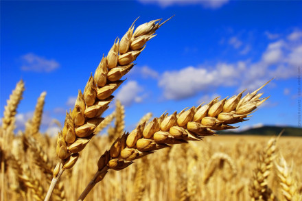 Gluten unter die Lupe genommen