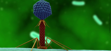 3D-Illustration eines Bakteriophagen, eines Virus, das Bakterien infiziert. Der Phage hat eine ikosaedrische Kopfstruktur mit einem darunter liegenden schlanken Schwanz und spinnenartigen Beinen.