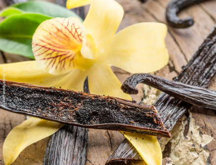 Nahaufnahme von frischen Vanilleschoten und einer gelben Orchideenblüte auf einem rustikalen Untergrund. Die geöffnete Vanilleschote zeigt die schwarzen Samen im Inneren.