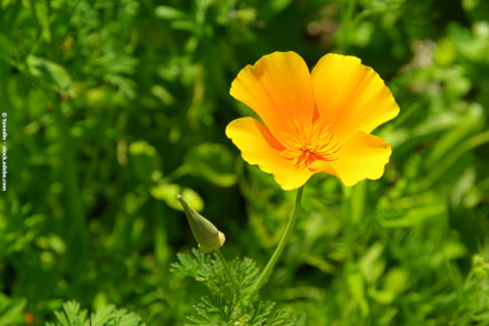 Eine leuchtend orange-gelbe Blume, die inmitten grüner Blätter blüht. Im Vordergrund ist eine einzelne Blüte zu sehen, deren Blütenblätter sich weit geöffnet haben, daneben eine geschlossene Knospe.