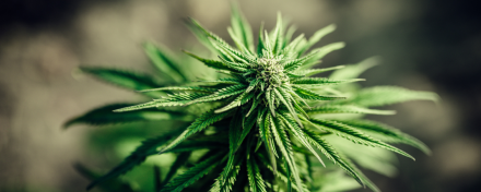 Nahaufnahme einer grünen Cannabis-Pflanze mit deutlichen Blättern und Blüten, Symbolbild für Marihuana, THC und Themen wie Konsum, Wirkung, Risiken oder Überdosierung.