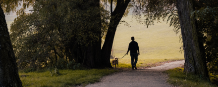 Person geht mit einem Hund an der Leine auf einem von Bäumen gesäumten Weg spazieren.